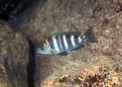 Perissodus straeleni 'Ulwile Island'
